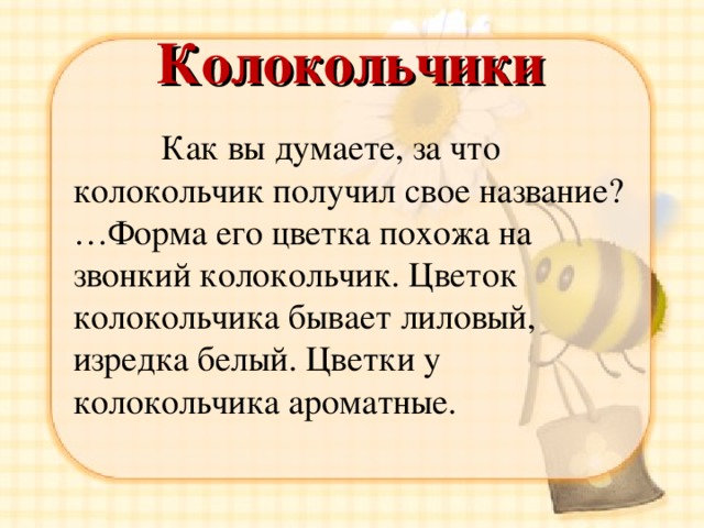  Колокольчики    Как вы думаете, за что колокольчик получил свое название? …Форма его цветка похожа на звонкий колокольчик. Цветок колокольчика бывает лиловый, изредка белый. Цветки у колокольчика ароматные. 
