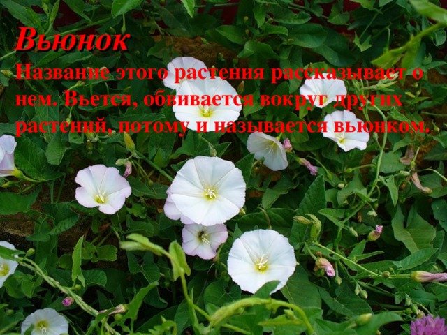 Вьюнок Название этого растения рассказывает о нем. Вьется, обвивается вокруг других растений, потому и называется вьюнком . 