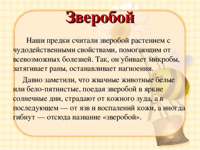  Зверобой    Наши предки считали зверобой растением с чудодейственными свойствами, помогающим от всевозможных болезней. Так, он убивает микробы, затягивает раны, останавливает нагноения.  Давно заметили, что жвачные животные белые или бело-пятнистые, поедая зверобой в яркие солнечные дни, страдают от кожного зуда, а в последующем — от язв и воспалений кожи, а иногда гибнут — отсюда название «зверобой». 