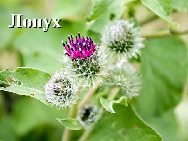 Лопух 