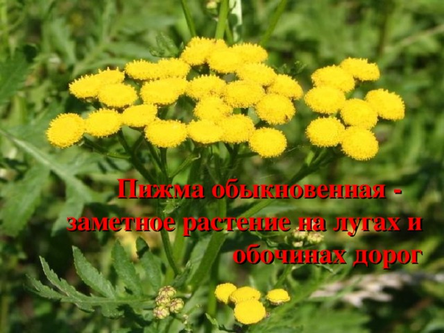      Пижма обыкновенная - заметное растение на лугах и обочинах дорог 