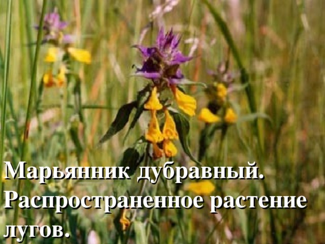 Марьянник дубравный. Распространенное растение лугов. 