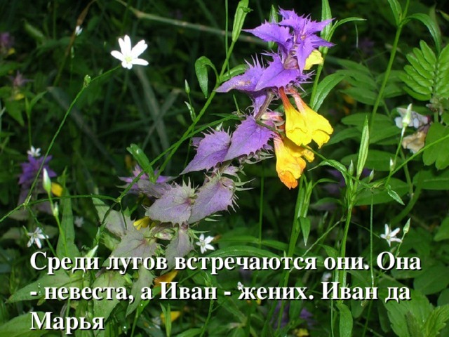 Среди лугов встречаются они. Она - невеста, а Иван - жених. Иван да Марья 