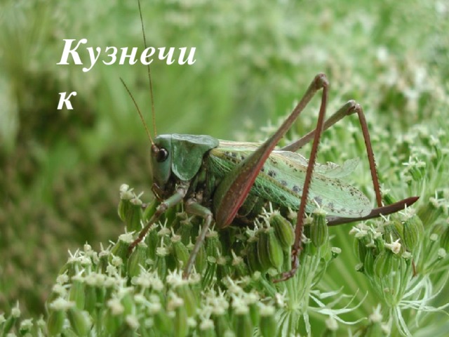 Кузнечик 
