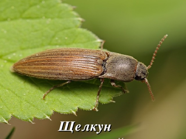  Щелкун полосатый 