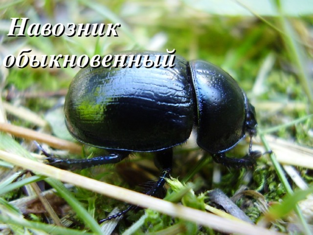   Навозник обыкновенный 