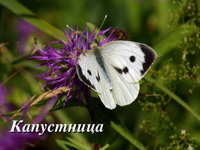 Капустница 