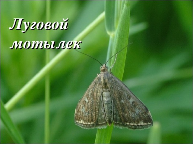 Луговой мотылек 