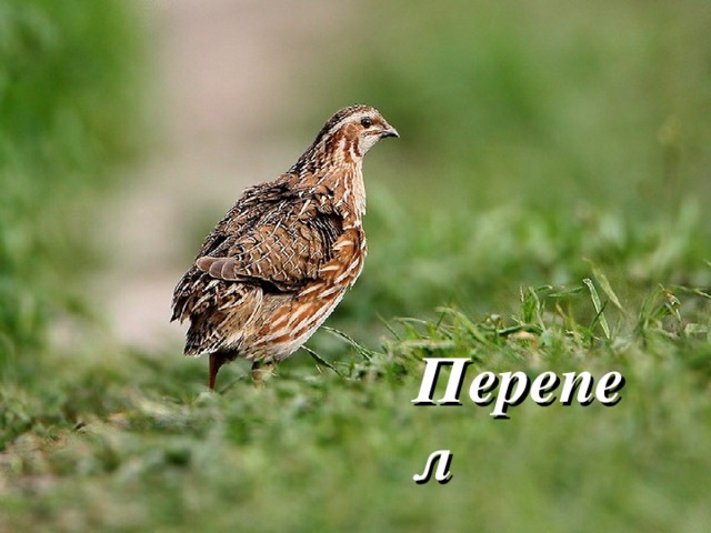Перепел 