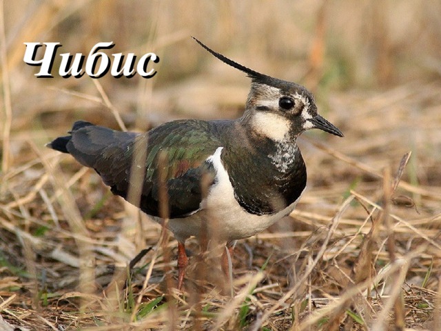 Чибис 