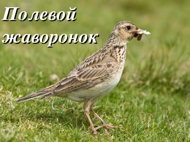 Полевой жаворонок 