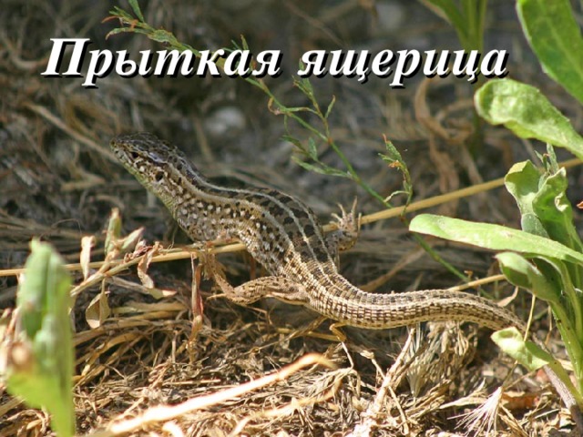 Прыткая ящерица 