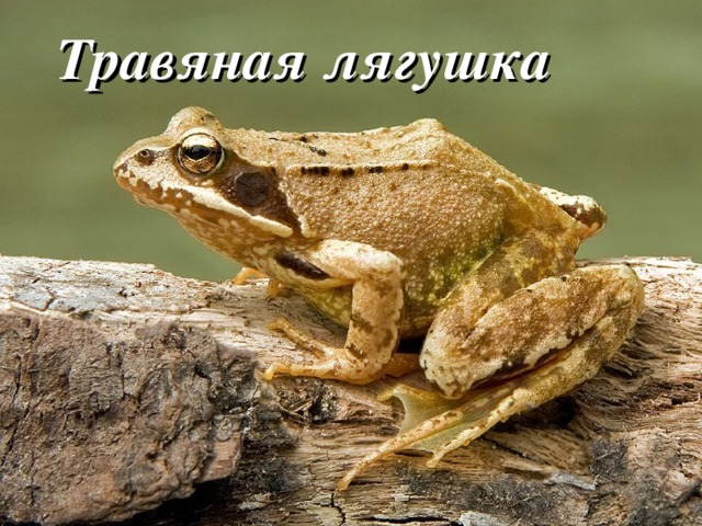 Травяная лягушка 
