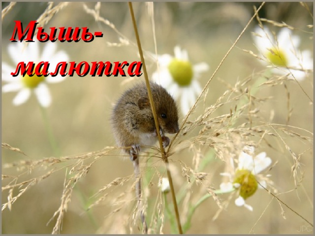 Мышь-малютка 