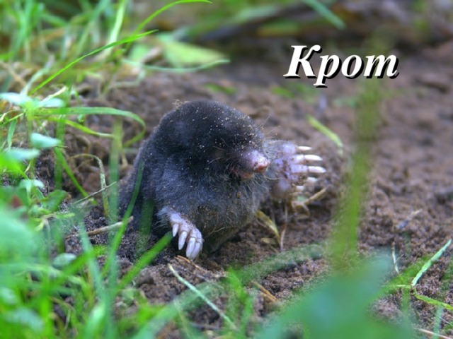 Крот 