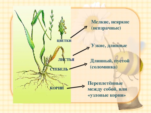  ЛИСТЬЯ Мелкие, неяркие (невзрачные) ЦВЕТКИ Узкие, длинные Длинный, пустой (соломинка) СТЕБЕЛЬ Переплетённые между собой, или «узловые корни» КОРНИ 