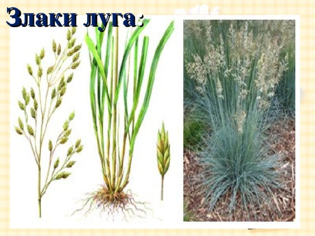 Злаки луга : 