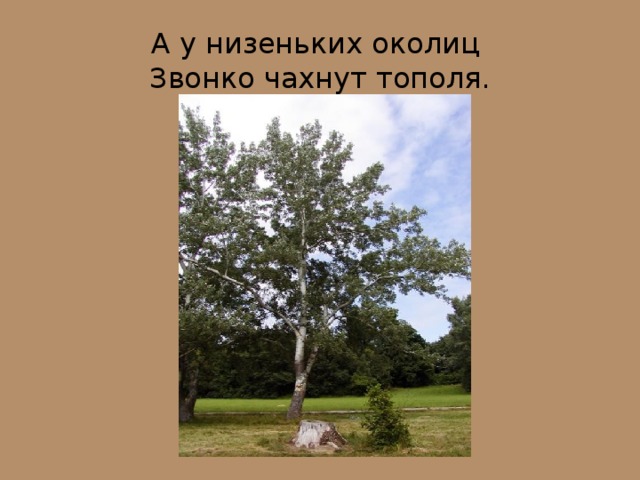А у низеньких околиц  Звонко чахнут тополя. 