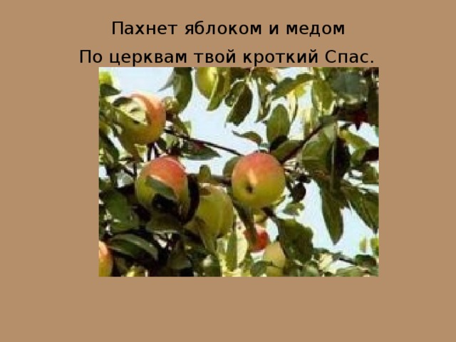 Пахнет яблоком и медом  По церквам твой кроткий Спас.  
