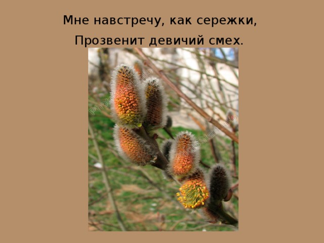 Мне навстречу, как сережки,  Прозвенит девичий смех.  