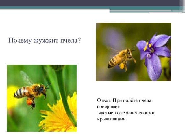 Почему жужжит пчела? Ответ. При полёте пчела совершает  частые колебания своими крылышками . 