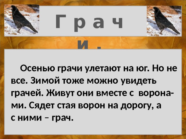 Г р а ч и .  Осенью грачи улетают на юг. Но не  все. Зимой тоже можно увидеть  грачей. Живут они вместе с ворона-  ми. Сядет стая ворон на дорогу, а  с ними – грач. 