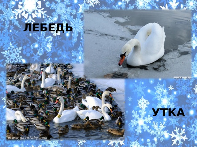 ЛЕБЕДЬ УТКА 