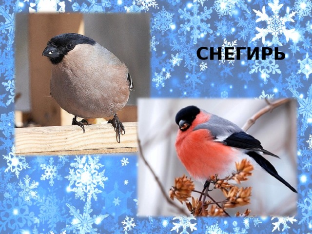 СНЕГИРЬ 