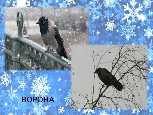 ВОРОНА 