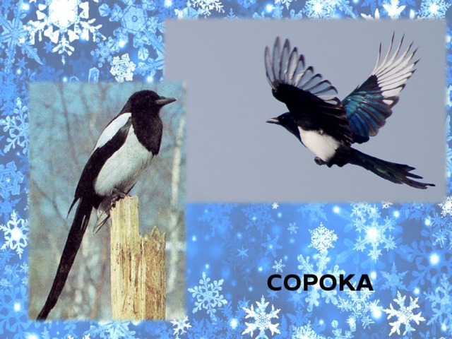 СОРОКА 