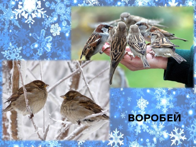 ВОРОБЕЙ 