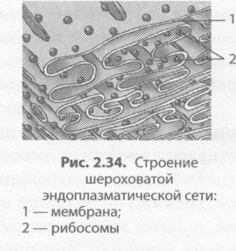 Эндоплазматическая сеть в клетке рисунок