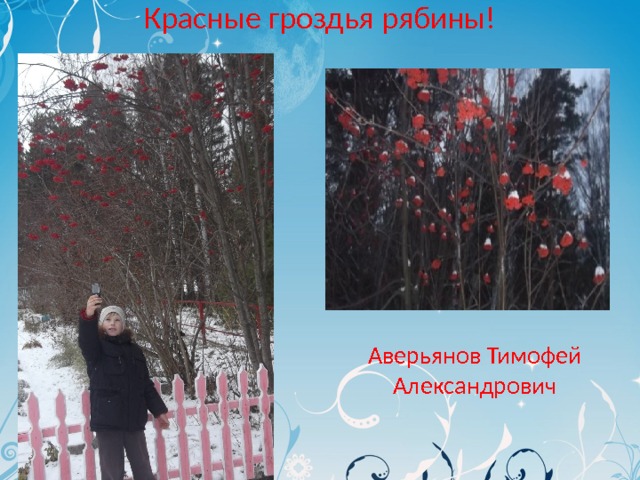 Красные гроздья рябины! Аверьянов Тимофей Александрович 