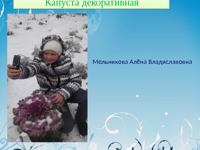  Капуста декоративная Мельникова Алёна Владиславовна 