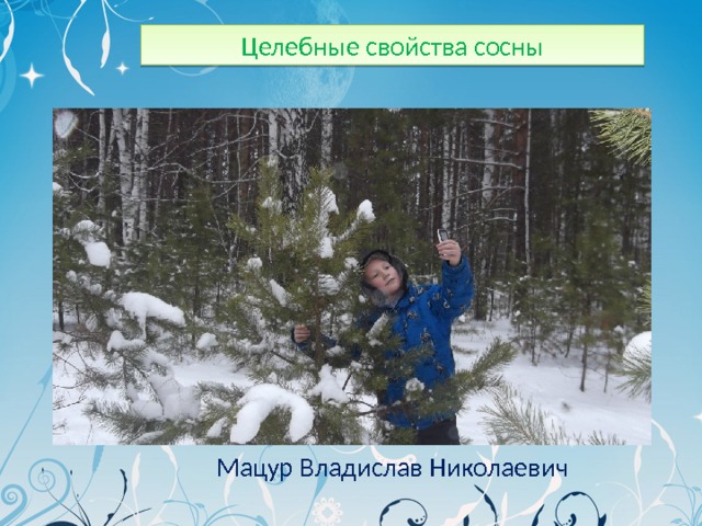 Целебные свойства сосны Мацур Владислав Николаевич 