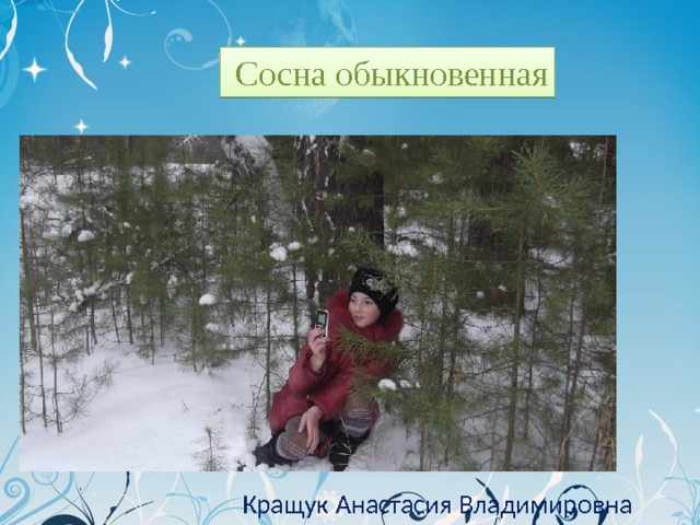  Сосна обыкновенная  Кращук Анастасия Владимировна 