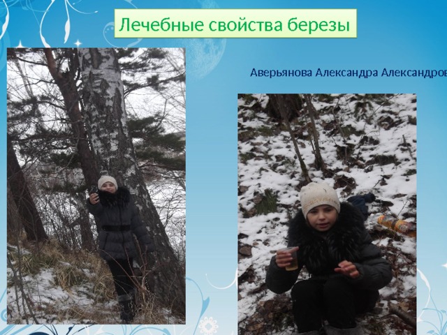 Лечебные свойства березы Аверьянова Александра Александровна 