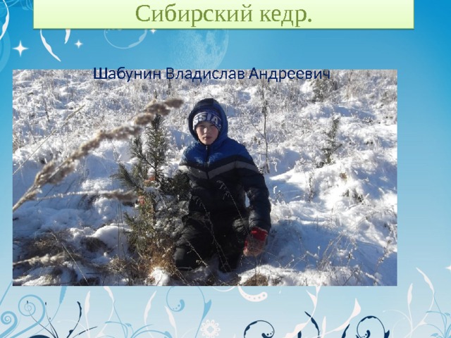 Сибирский кедр. Шабунин Владислав Андреевич 