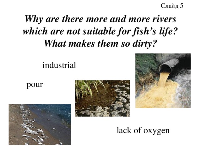 Слайд 5 Why are there more and more rivers which are not suitable for fish’s life? What makes them so dirty? industrial pour lack of oxygen 