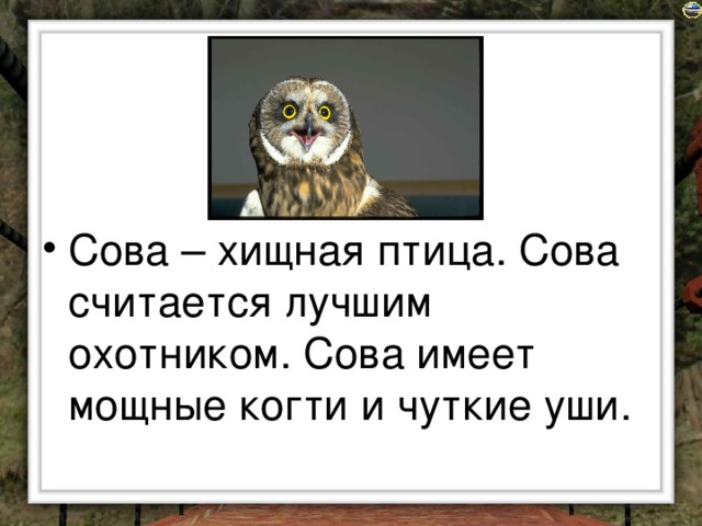 Сова – хищная птица. Сова считается лучшим охотником. Сова имеет мощные когти и чуткие уши.