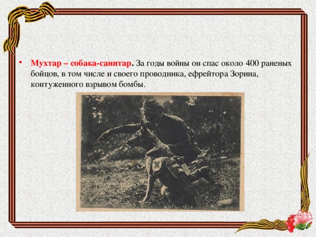 Мухтар – собака-санитар . За годы войны он спас около 400 раненых бойцов, в том числе и своего проводника, ефрейтора Зорина, контуженного взрывом бомбы.    