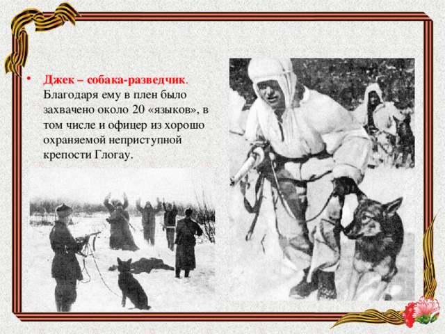 Джек – собака-разведчик . Благодаря ему в плен было захвачено около 20 «языков», в том числе и офицер из хорошо охраняемой неприступной крепости Глогау. 