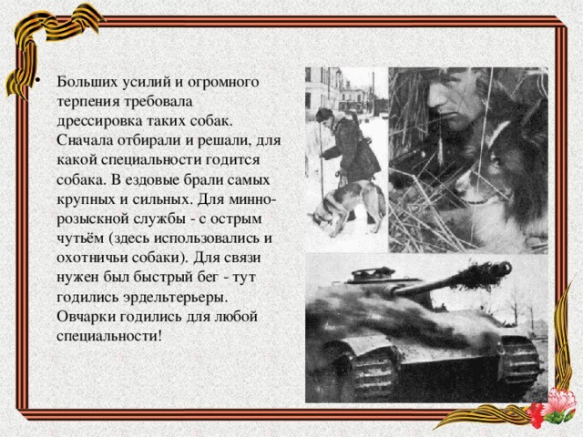 Больших усилий и огромного терпения требовала дрессировка таких собак. Сначала отбирали и решали, для какой специальности годится собака. В ездовые брали самых крупных и сильных. Для минно-розыскной службы - с острым чутьём (здесь использовались и охотничьи собаки). Для связи нужен был быстрый бег - тут годились эрдельтерьеры.  Овчарки годились для любой специальности! 