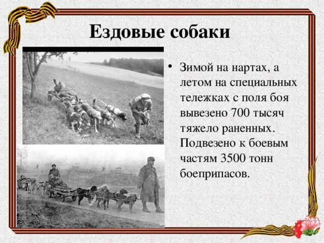 Ездовые собаки Зимой на нартах, а летом на специальных тележках с поля боя вывезено 700 тысяч тяжело раненных. Подвезено к боевым частям 3500 тонн боеприпасов. 