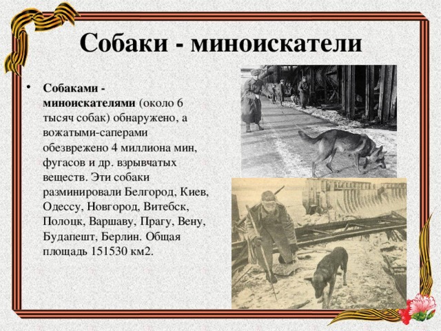 Собаки - миноискатели Собаками - миноискателями  (около 6 тысяч собак) обнаружено, а вожатыми-саперами обезврежено 4 миллиона мин, фугасов и др. взрывчатых веществ. Эти собаки разминировали Белгород, Киев, Одессу, Новгород, Витебск, Полоцк, Варшаву, Прагу, Вену, Будапешт, Берлин. Общая площадь 151530 км2.  