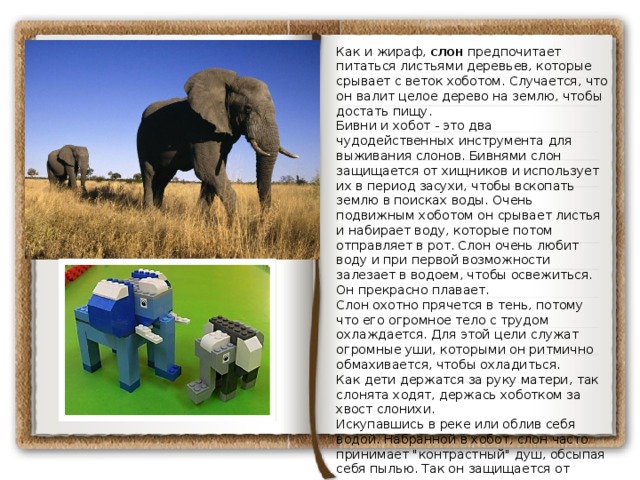 Как и жираф, слон предпочитает питаться листьями деревьев, которые срывает с веток хоботом. Случается, что он валит целое дерево на землю, чтобы достать пищу. Бивни и хобот - это два чудодейственных инструмента для выживания слонов. Бивнями слон защищается от хищников и использует их в период засухи, чтобы вскопать землю в поисках воды. Очень подвижным хоботом он срывает листья и набирает воду, которые потом отправляет в рот. Слон очень любит воду и при первой возможности залезает в водоем, чтобы освежиться. Он прекрасно плавает. Слон охотно прячется в тень, потому что его огромное тело с трудом охлаждается. Для этой цели служат огромные уши, которыми он ритмично обмахивается, чтобы охладиться. Как дети держатся за руку матери, так слонята ходят, держась хоботком за хвост слонихи. Искупавшись в реке или облив себя водой. Набранной в хобот, слон часто принимает 