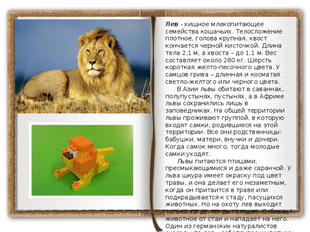 Лев - хищное млекопитающее семейства кошачьих. Телосложение плотное, голова крупная, хвост кончается черной кисточкой. Длина тела 2,1 м, а хвоста – до 1,1 м. Вес составляет около 280 кг. Шерсть короткая желто-песочного цвета. У самцов грива – длинная и косматая светло-желтого или черного цвета.       В Азии львы обитают в саваннах, полупустынях, пустынях, а в Африке львы сохранились лишь в заповедниках. На общей территории львы проживают группой, в которую входят самки, родившиеся на этой территории. Все они родственницы: бабушки, матери, внучки и дочери. Когда самок много, тогда молодые самки уходят.       Львы питаются птицами, пресмыкающимися и даже саранчой. У льва шкура имеет окраску под цвет травы, и она делает его незаметным, когда он притаится в траве или подкрадывается к стаду, пасущихся животных. Но на охоту лев выходит только тогда, когда голоден. Отбивает животное от стаи и нападает на него. Один из германских натуралистов сказал, что лев – заботливое животное: он нежный отец, мужественный и храбрый, чужд кровожадности, умный, сообразительный.        