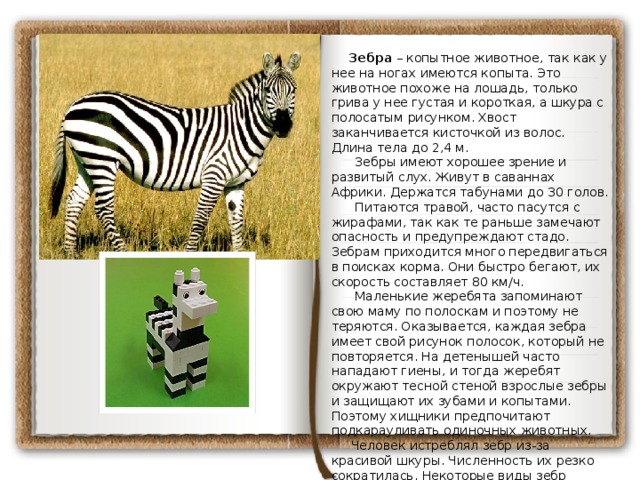  Зебра – копытное животное, так как у нее на ногах имеются копыта. Это животное похоже на лошадь, только грива у нее густая и короткая, а шкура с полосатым рисунком. Хвост заканчивается кисточкой из волос. Длина тела до 2,4 м.       Зебры имеют хорошее зрение и развитый слух. Живут в саваннах Африки. Держатся табунами до 30 голов.       Питаются травой, часто пасутся с жирафами, так как те раньше замечают опасность и предупреждают стадо. Зебрам приходится много передвигаться в поисках корма. Они быстро бегают, их скорость составляет 80 км/ч.       Маленькие жеребята запоминают свою маму по полоскам и поэтому не теряются. Оказывается, каждая зебра имеет свой рисунок полосок, который не повторяется. На детенышей часто нападают гиены, и тогда жеребят окружают тесной стеной взрослые зебры и защищают их зубами и копытами. Поэтому хищники предпочитают подкарауливать одиночных животных.      Человек истреблял зебр из-за красивой шкуры. Численность их резко сократилась. Некоторые виды зебр занесены в Красную книгу.       