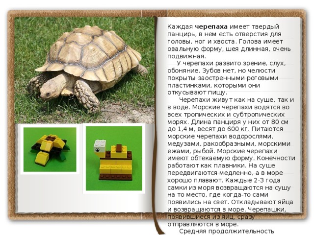 Каждая черепаха имеет твердый панцирь, в нем есть отверстия для головы, ног и хвоста. Голова имеет овальную форму, шея длинная, очень подвижная.      У черепахи развито зрение, слух, обоняние. Зубов нет, но челюсти покрыты заостренными роговыми пластинками, которыми они откусывают пищу.       Черепахи живут как на суше, так и в воде. Морские черепахи водятся во всех тропических и субтропических морях. Длина панциря у них от 80 см до 1,4 м, весят до 600 кг. Питаются морские черепахи водорослями, медузами, ракообразными, морскими ежами, рыбой. Морские черепахи  имеют обтекаемую форму. Конечности работают как плавники. На суше передвигаются медленно, а в море хорошо плавают. Каждые 2-3 года самки из моря возвращаются на сушу на то место, где когда-то сами появились на свет. Откладывают яйца и возвращаются в море. Черепашки, появившиеся из яиц, сразу отправляются в море.       Средняя продолжительность жизни черепах 30-40 лет , а некоторые виды на воле могут жить и более 100 лет.       