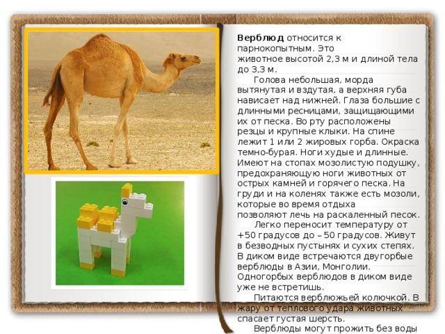 Верблюд относится к парнокопытным. Это животное высотой 2,3 м и длиной тела до 3,3 м.       Голова небольшая, морда вытянутая и вздутая, а верхняя губа нависает над нижней. Глаза большие с длинными ресницами, защищающими их от песка. Во рту расположены резцы и крупные клыки. На спине лежит 1 или 2 жировых горба. Окраска темно-бурая. Ноги худые и длинные. Имеют на стопах мозолистую подушку, предохраняющую ноги животных от острых камней и горячего песка. На груди и на коленях также есть мозоли, которые во время отдыха позволяют лечь на раскаленный песок.       Легко переносит температуру от +50 градусов до – 50 градусов. Живут в безводных пустынях и сухих степях. В диком виде встречаются двугорбые верблюды в Азии, Монголии. Одногорбых верблюдов в диком виде уже не встретишь.       Питаются верблюжьей колючкой. В жару от теплового удара животных спасает густая шерсть.       Верблюды могут прожить без воды до 45 дней. Запасы воды хранятся в жировых отложениях. Могут они пить даже соленую воду.       